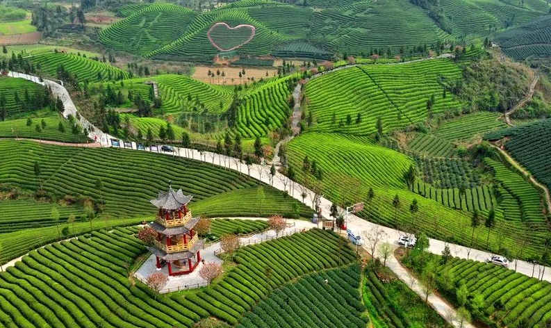 有关于2023春游遵义·采茶篇：“趣”茶园 茶文化主题游精品线路的相关信息(8)