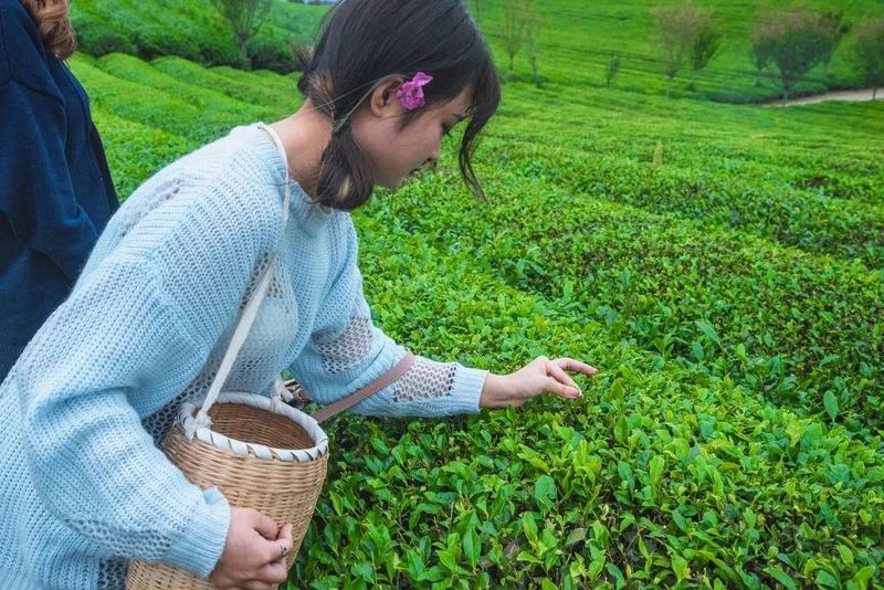 有关于2023春游遵义·采茶篇：“趣”茶园 茶文化主题游精品线路的相关信息(1)