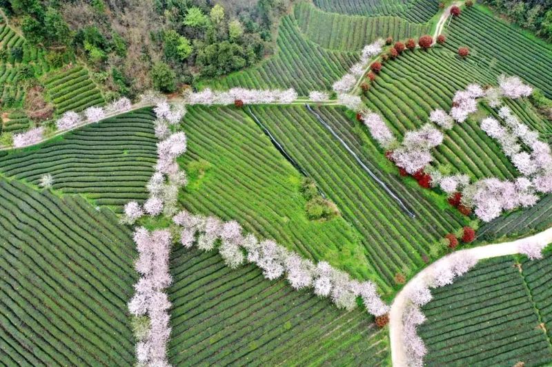 有关于2023春游遵义·采茶篇：“趣”茶园 茶文化主题游精品线路的相关信息(12)