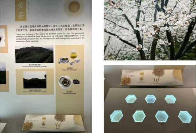 有关于平阳黄汤杭州推介暨科研成果发布会在中国茶叶博物馆举行的内容(1)