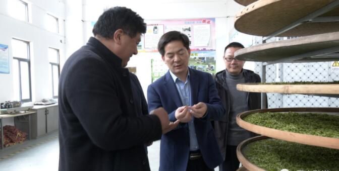 有关于罗文调研霍山县茶产业发展情况的消息