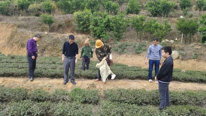 有关于福田乡：推进“三茶统筹”，助力茶产业发展的最新消息(2)