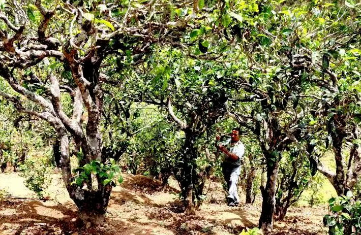 有关于临沧临翔：古树“焕”新绿 春暖茶飘香的内容(1)