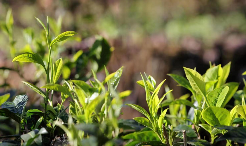 有关于临沧临翔：古树“焕”新绿 春暖茶飘香的内容(2)