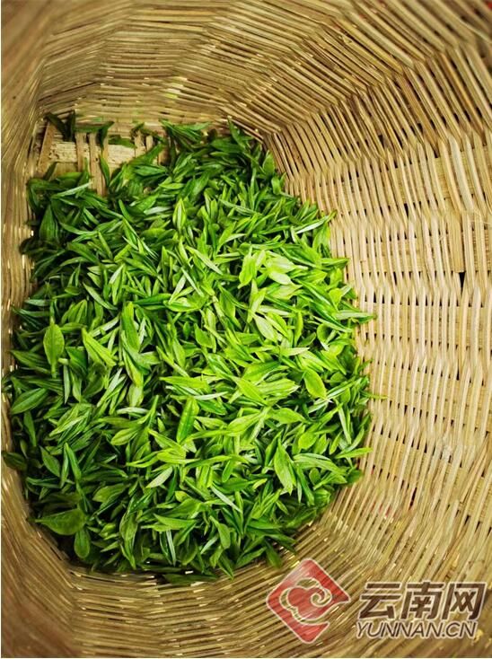 关于云南大关悦乐沙坪村：茶香引得茶商来 三季采摘促增收的资讯