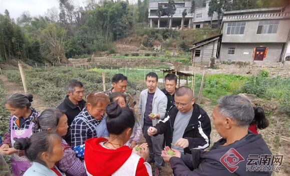 关于云南大关悦乐沙坪村：茶香引得茶商来 三季采摘促增收的资讯(5)