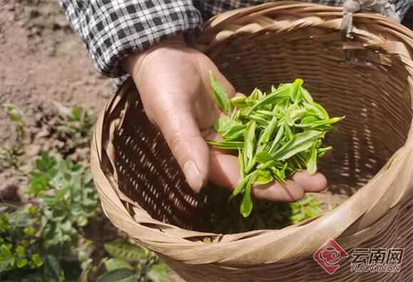 关于云南大关悦乐沙坪村：茶香引得茶商来 三季采摘促增收的资讯(6)