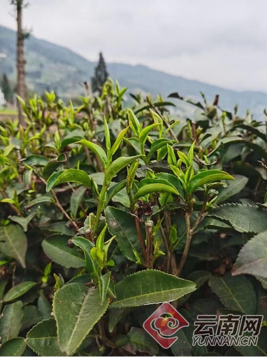 关于云南大关悦乐沙坪村：茶香引得茶商来 三季采摘促增收的资讯(1)
