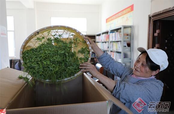 关于云南大关悦乐沙坪村：茶香引得茶商来 三季采摘促增收的资讯(4)