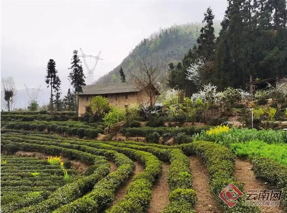 关于云南大关悦乐沙坪村：茶香引得茶商来 三季采摘促增收的资讯(2)