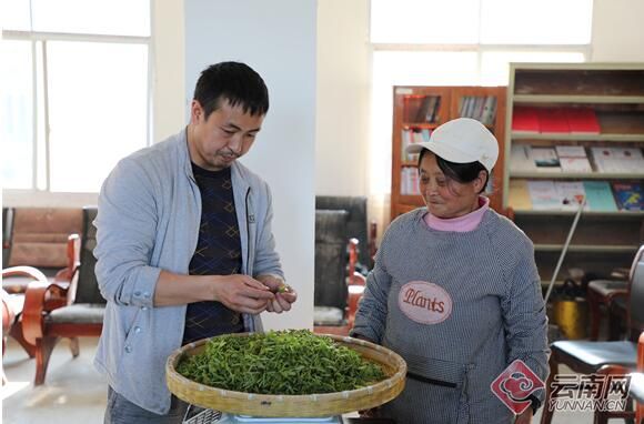 关于云南大关悦乐沙坪村：茶香引得茶商来 三季采摘促增收的资讯(3)