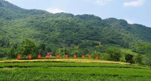 有关于文县：一片茶叶  一个产业的内容(2)