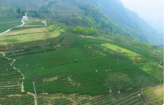 有关于文县：一片茶叶  一个产业的内容