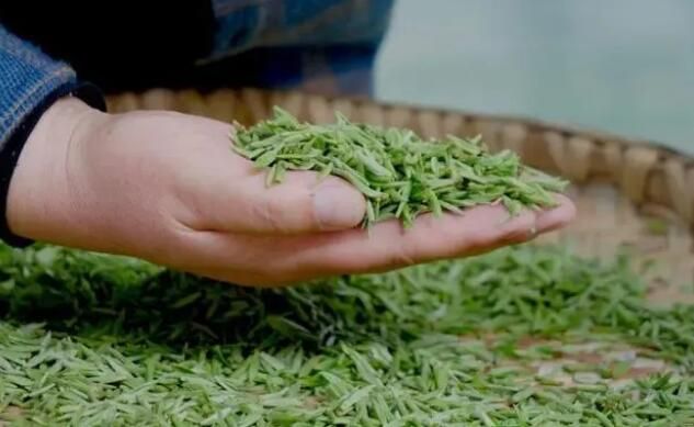 有关于文县：一片茶叶  一个产业的内容(3)