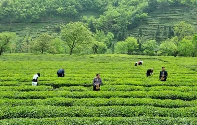 有关于文县：一片茶叶  一个产业的内容(1)