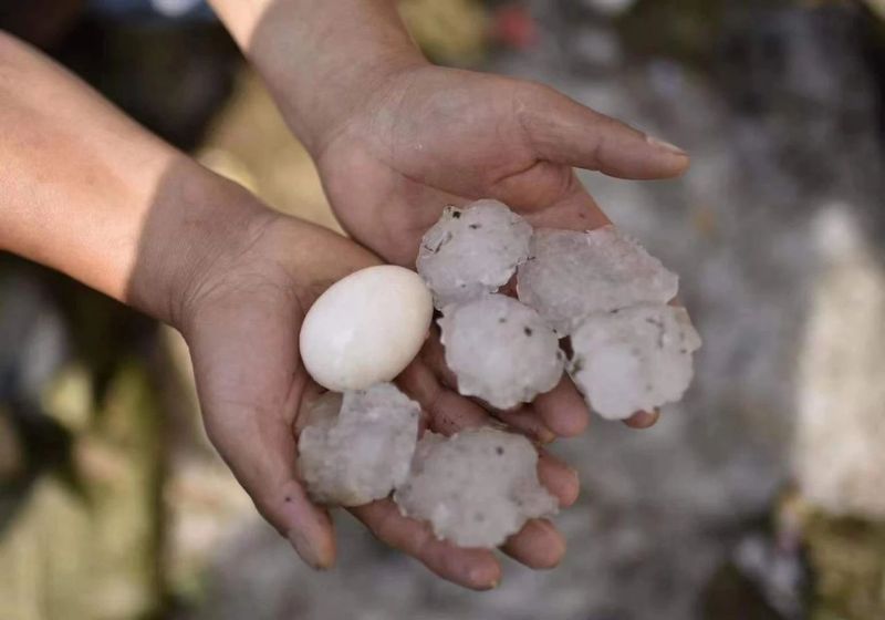 关于冰雹暴雨突袭福鼎白茶产区，白毫银针产量将大幅减产的消息(4)