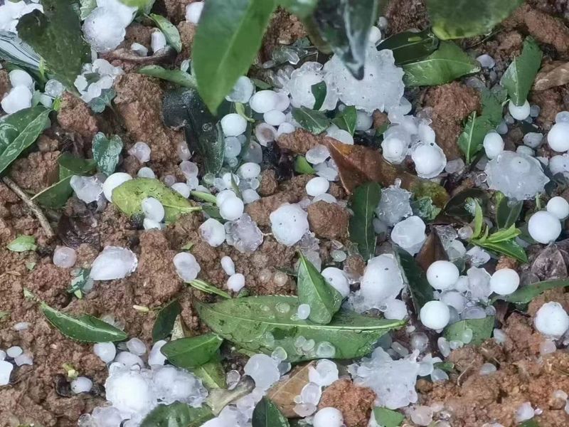 关于冰雹暴雨突袭福鼎白茶产区，白毫银针产量将大幅减产的消息(6)