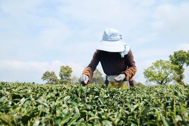 关于冰雹暴雨突袭福鼎白茶产区，白毫银针产量将大幅减产的消息(9)