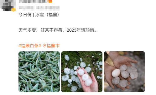 关于冰雹暴雨突袭福鼎白茶产区，白毫银针产量将大幅减产的消息(2)