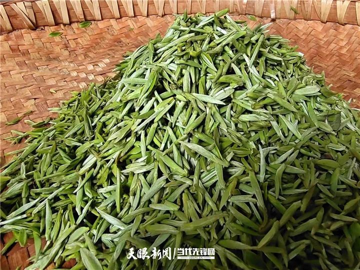 关于抗旱减灾！凤冈茶园科技赋能化“危”为“机”的内容(5)