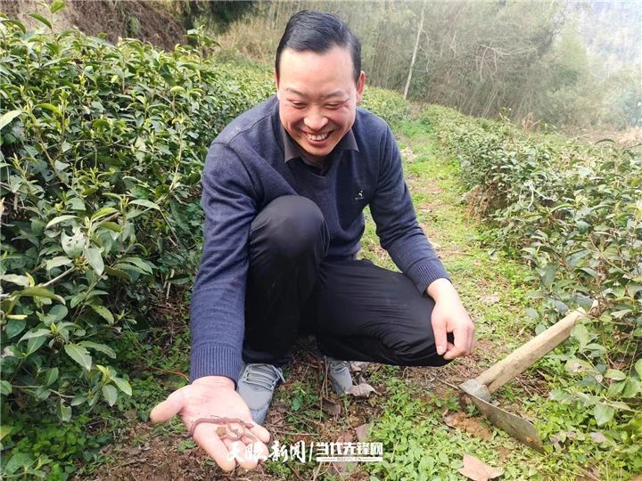 关于抗旱减灾！凤冈茶园科技赋能化“危”为“机”的内容(1)