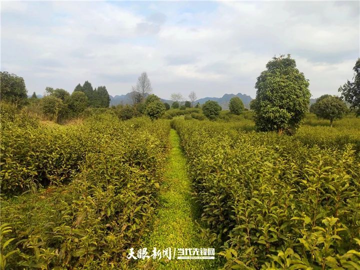 关于抗旱减灾！凤冈茶园科技赋能化“危”为“机”的内容