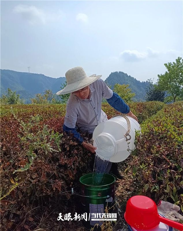 关于抗旱减灾！凤冈茶园科技赋能化“危”为“机”的内容(3)