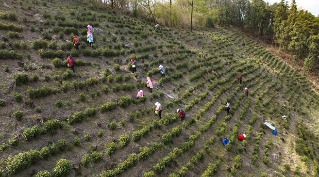 关于安徽池州：春来茶溢香 茶农增收忙的相关内容(2)