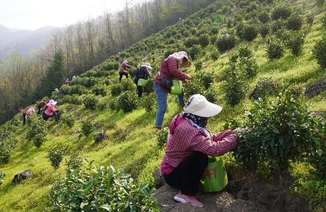 关于安徽池州：春来茶溢香 茶农增收忙的相关内容