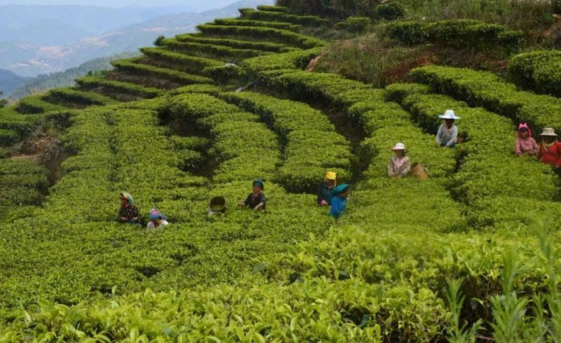 有关于红河县三村乡：茶产业助力村级集体经济和农户双增收的相关内容