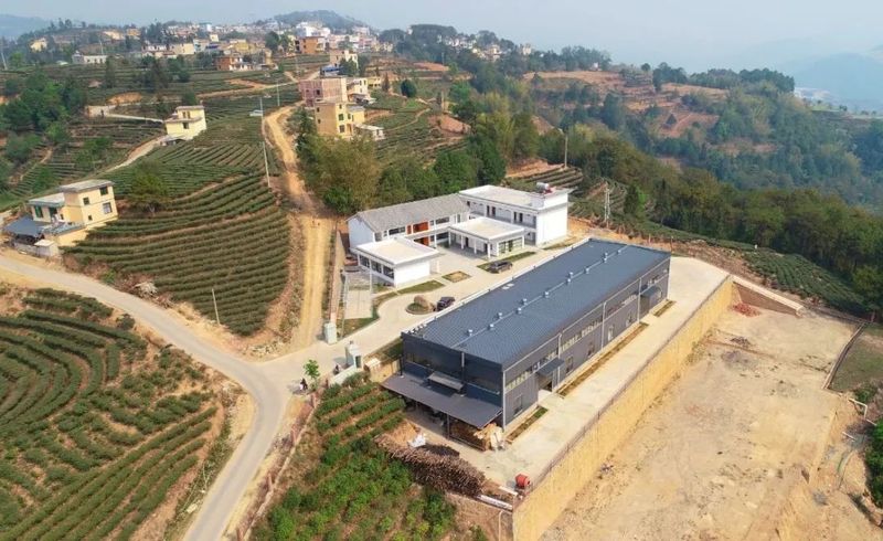 有关于红河县三村乡：茶产业助力村级集体经济和农户双增收的相关内容(2)