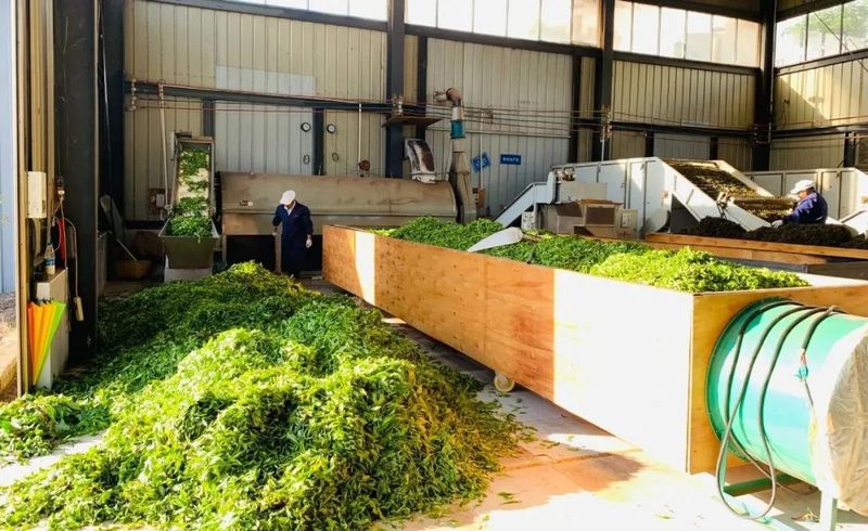 有关于红河县三村乡：茶产业助力村级集体经济和农户双增收的相关内容(3)