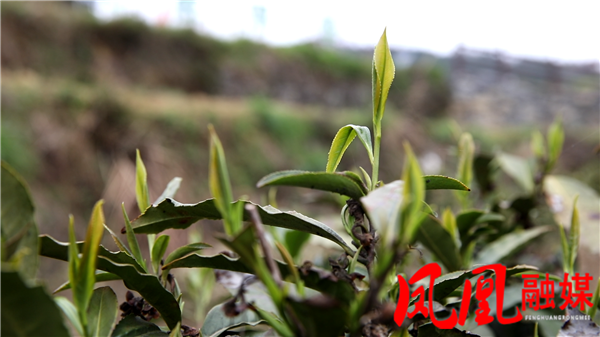 关于凤凰县廖家桥镇：茶农采茶忙 明前茶抢“鲜”上市的相关信息(2)