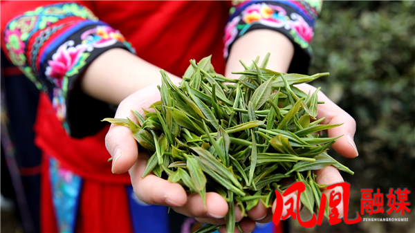 关于凤凰县廖家桥镇：茶农采茶忙 明前茶抢“鲜”上市的相关信息(3)