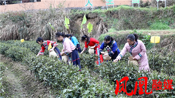 关于凤凰县廖家桥镇：茶农采茶忙 明前茶抢“鲜”上市的相关信息