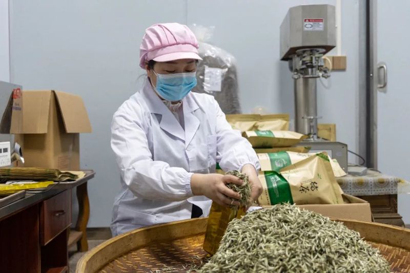 有关于红山镇2.5万亩茶山“抢鲜”开采 茶产业发展未来可期的消息(1)