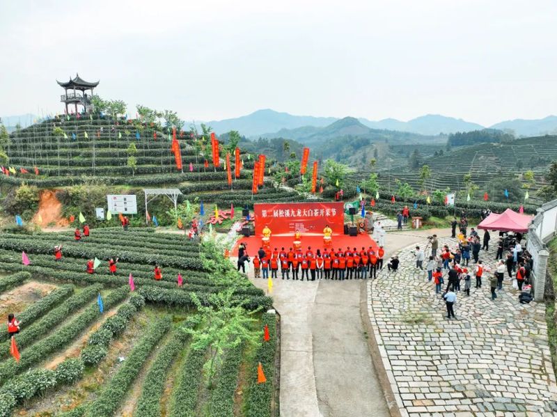 关于春光明媚向共富！松溪九龙大白茶开采的消息