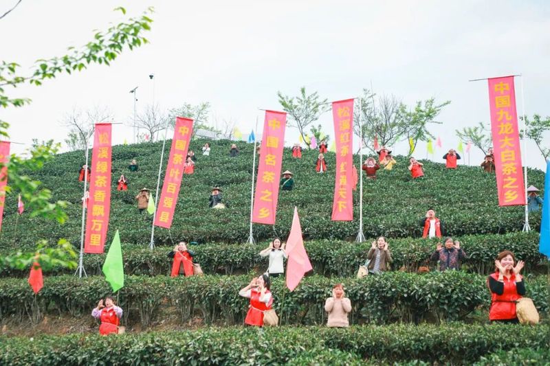 关于春光明媚向共富！松溪九龙大白茶开采的消息(4)