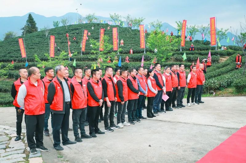 关于春光明媚向共富！松溪九龙大白茶开采的消息(1)