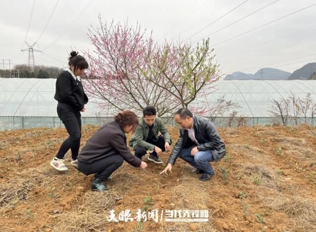 关于贵州省农科院茶科所专家组赴普定开展茶产业技术服务的新闻