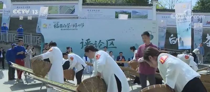 关于福建福鼎春茶开采 非遗传承人以匠心传播白茶制作技艺的信息(1)