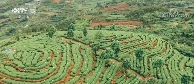 关于福建福鼎春茶开采 非遗传承人以匠心传播白茶制作技艺的信息(2)