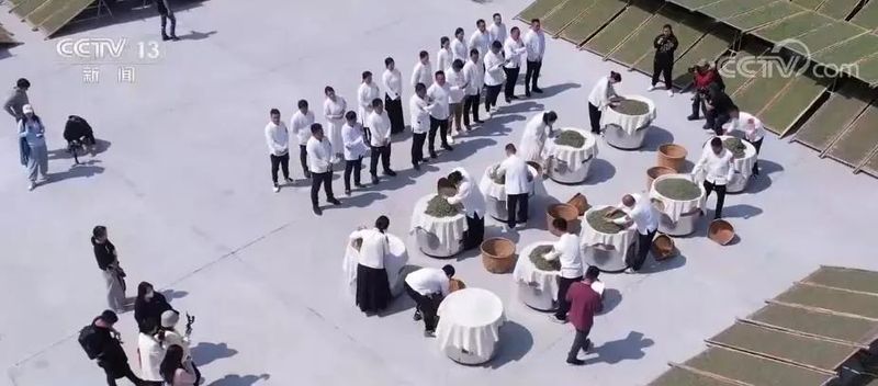 关于福建福鼎春茶开采 非遗传承人以匠心传播白茶制作技艺的信息