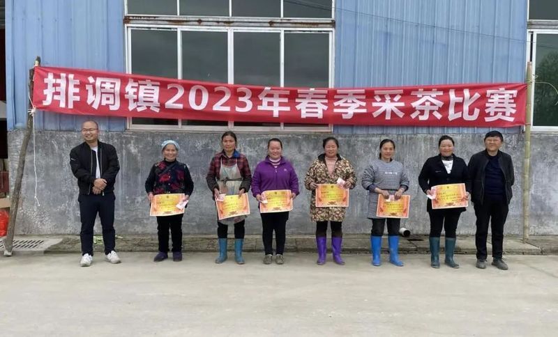 关于丹寨县排调镇：高山云雾采春茶 “指尖论剑”展风采的资讯(2)
