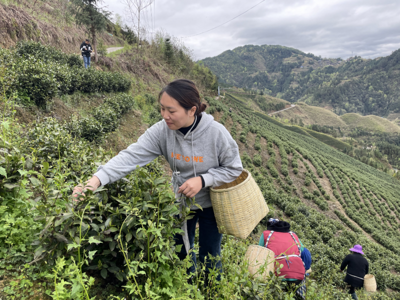 关于丹寨县排调镇：高山云雾采春茶 “指尖论剑”展风采的资讯(1)