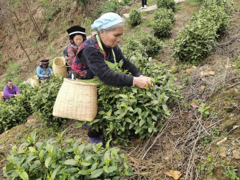 关于丹寨县排调镇：高山云雾采春茶 “指尖论剑”展风采的资讯