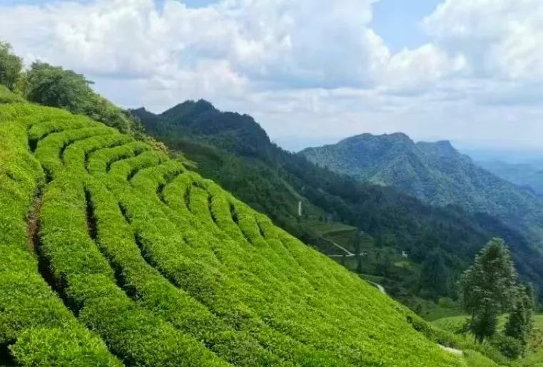有关于都匀：春茶市场旺 茶企产销忙的消息(4)
