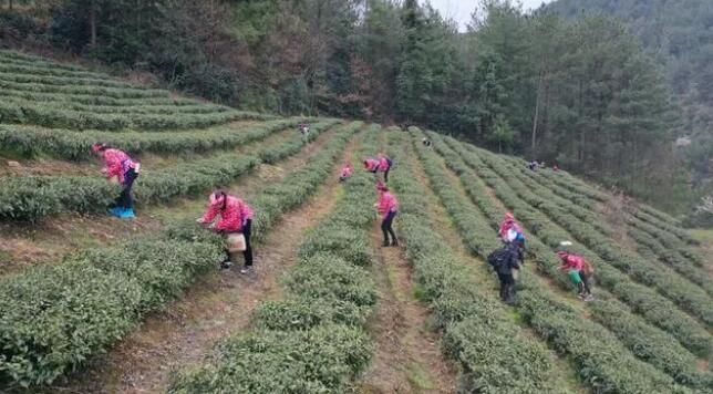 关于思南：孙家坝镇万亩春茶开采的最新消息(6)