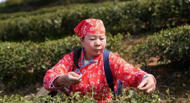 关于思南：孙家坝镇万亩春茶开采的最新消息(2)