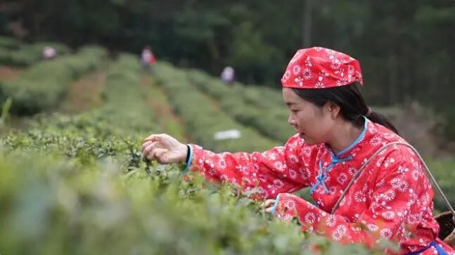 关于思南：孙家坝镇万亩春茶开采的最新消息(4)